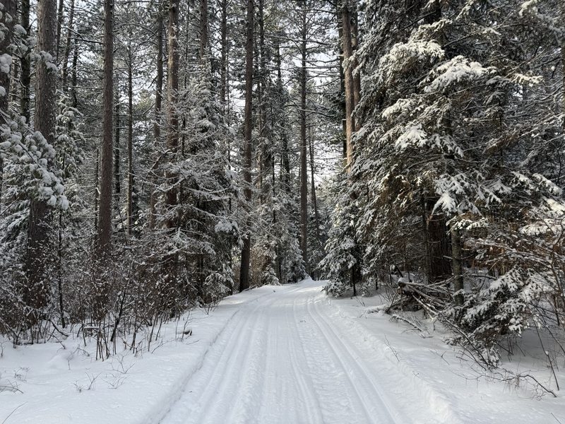 A groomed classic and skate ski trail through snow-covered pines and spruce
